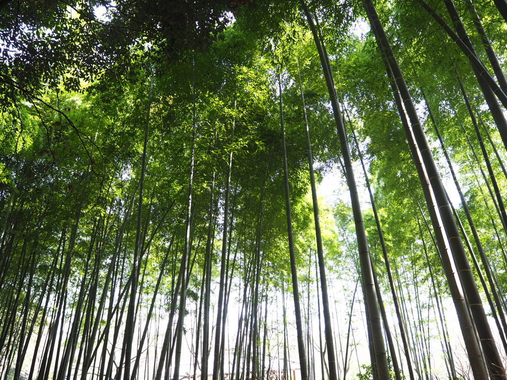 京都竹林