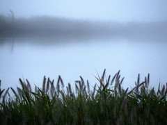 早朝の川面