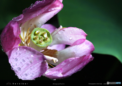 100702 _ 백마L _ 두물머리 _ 폭우 _ 연꽃 9 _s