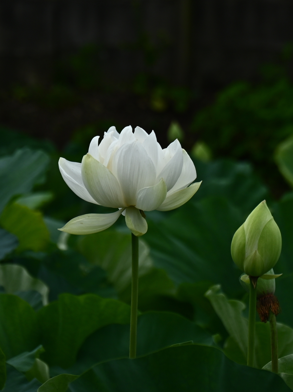 清らかに