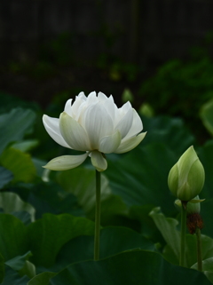 清らかに