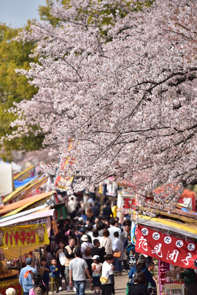 桜まつり