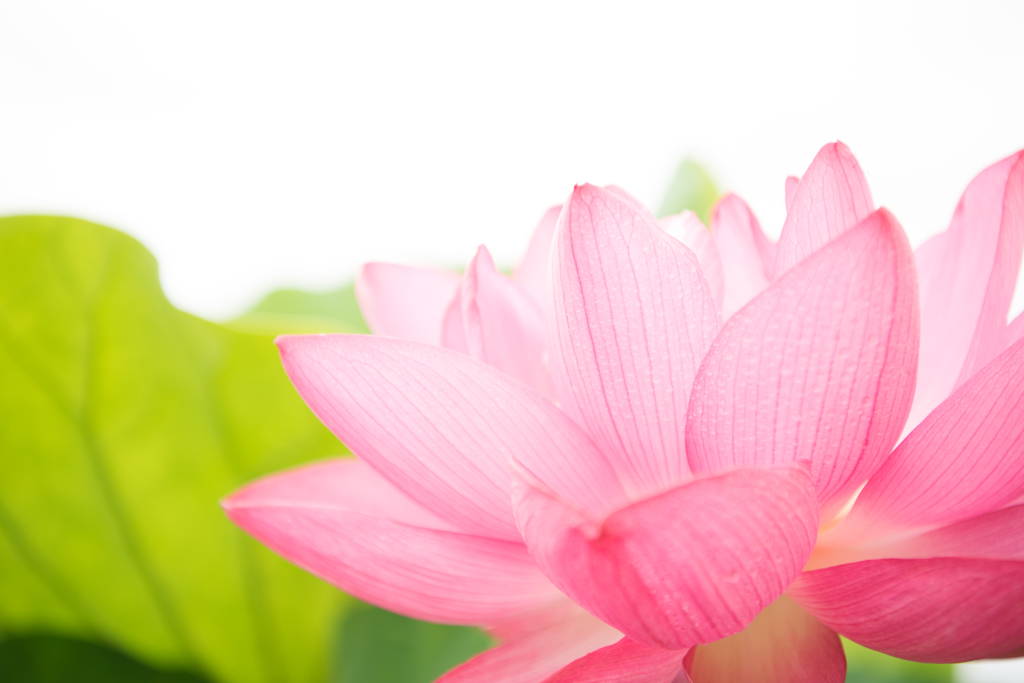 花びら
