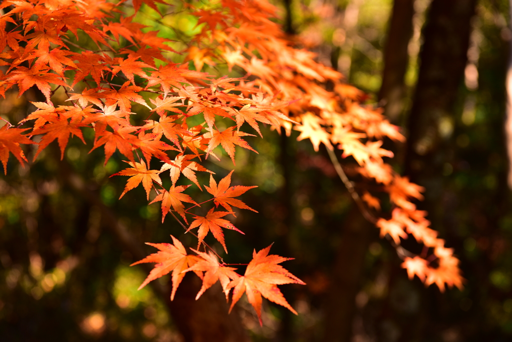 晩秋の紅葉