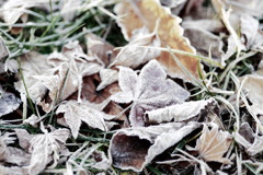 落ち葉に立つ霜