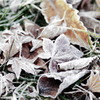落ち葉に立つ霜