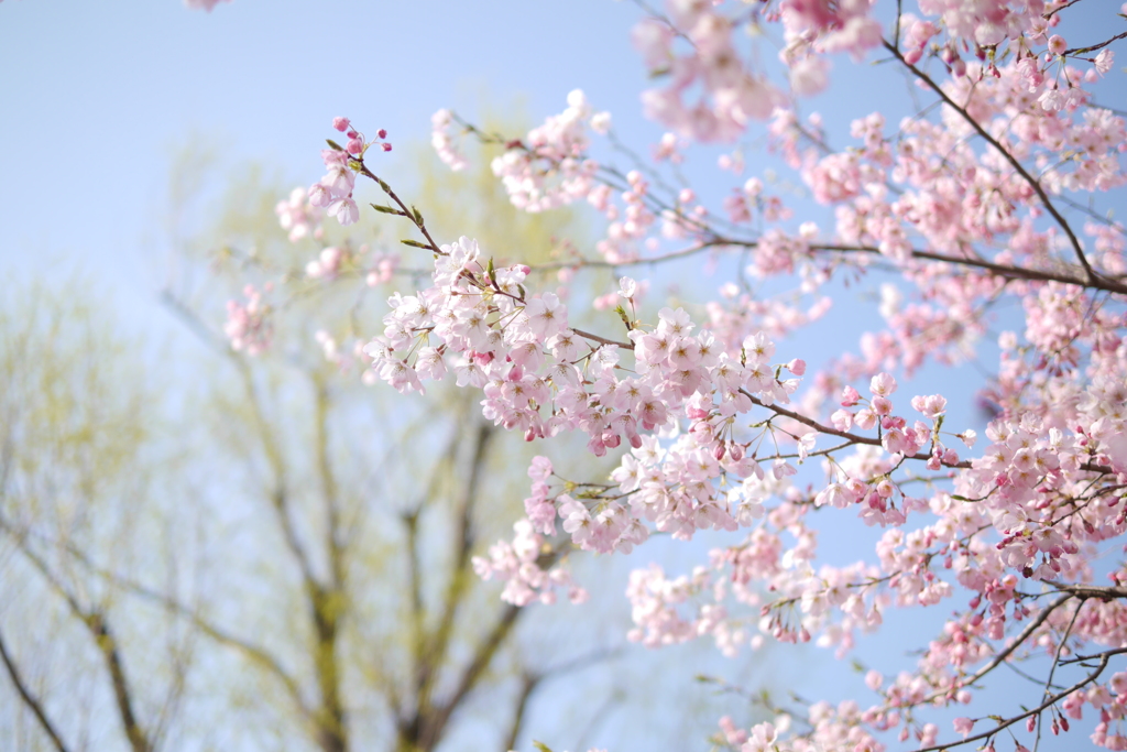 桜３
