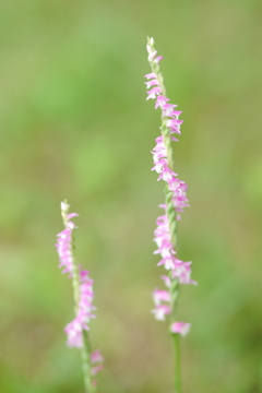 花の螺旋階段