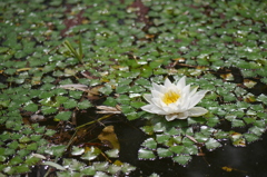 埼玉県三郷公園の蓮