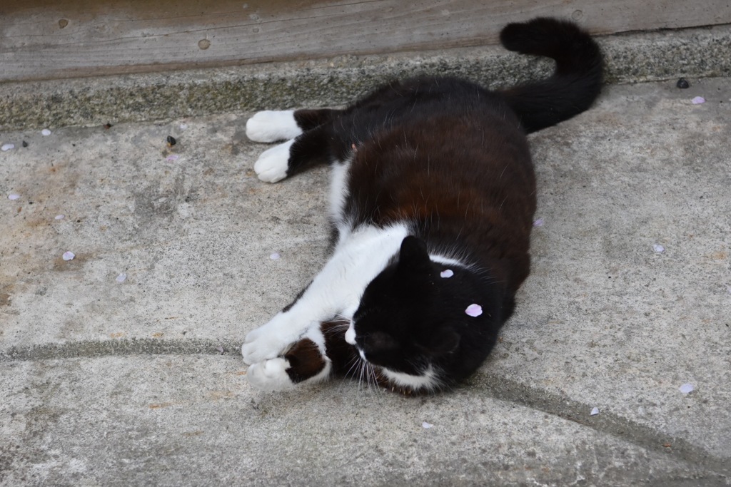 塩竈神社 さくら猫