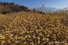 ミツマタの花が咲くころ