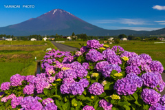 夏富士と紫陽花