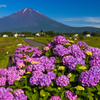 夏富士と紫陽花