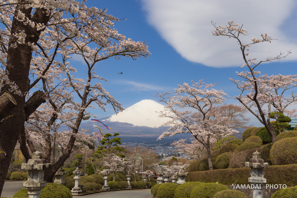 賑やかな春の空