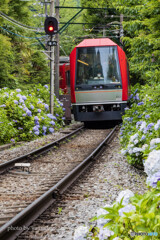 箱根あじさい電車　3100型