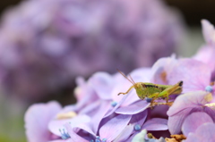 紫陽花とバッタ。