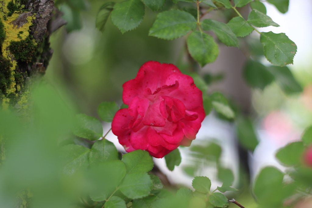 一輪の薔薇