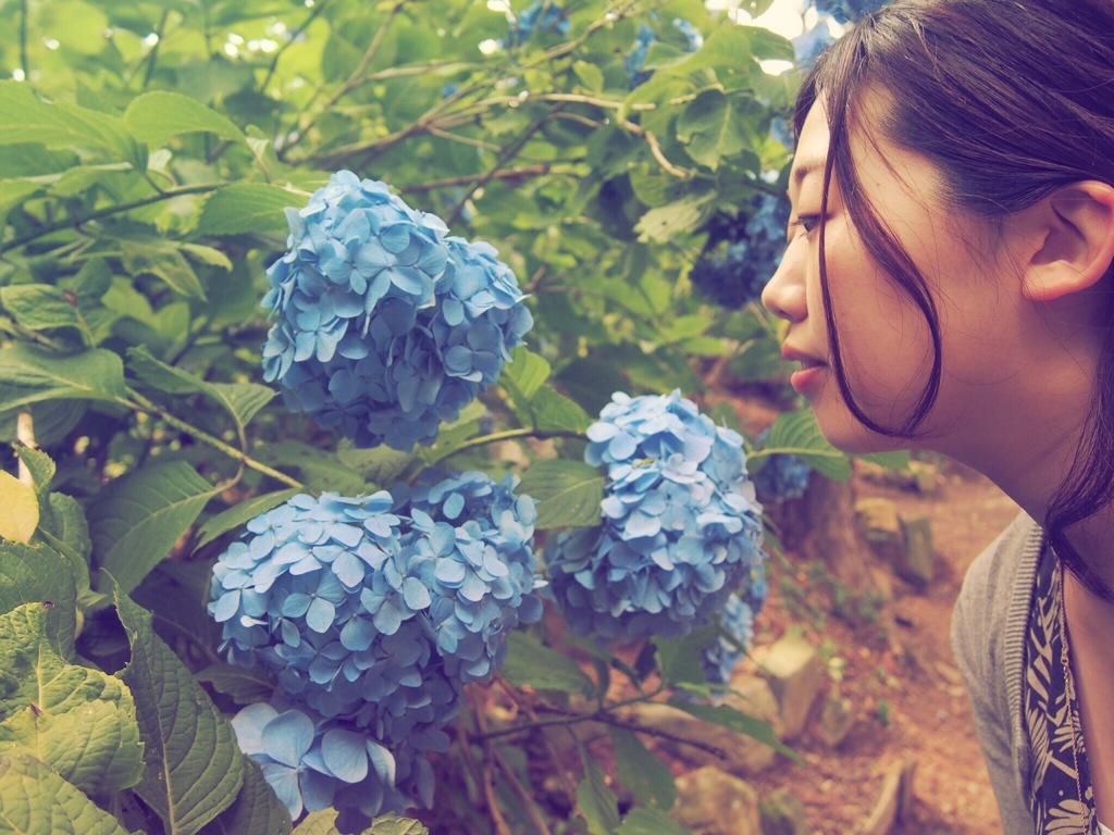 紫陽花と横顔