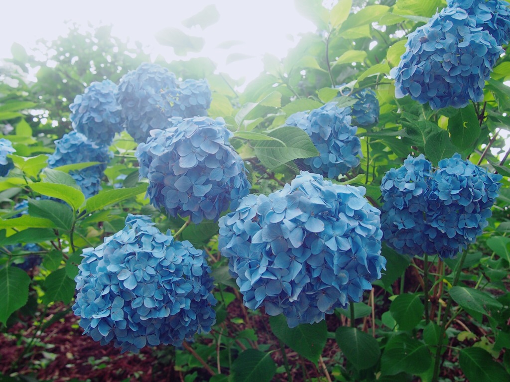 陽の当たる紫陽花