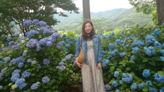 紫陽花