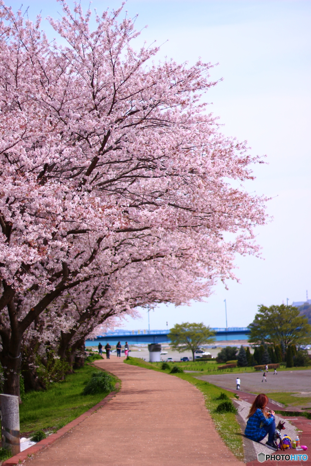 cherryblossom