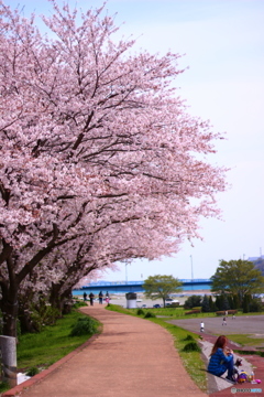 cherryblossom