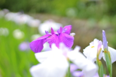 iris