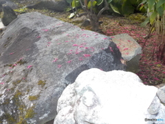 花と岩とかえる～３歳の娘の作品⑤～