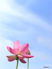 蓮と青空