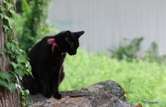 リアル「ジジ」？