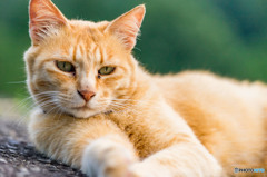 My Cat