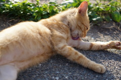 ねこ