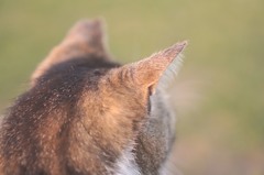ねこ