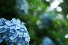 紫陽花