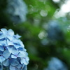 紫陽花