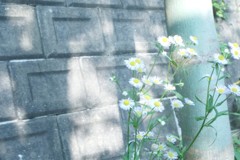 なつ