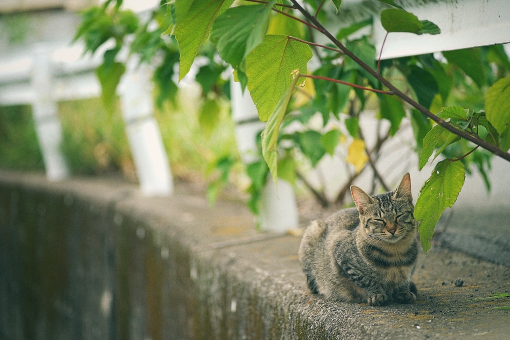 猫