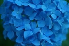 紫陽花