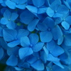 紫陽花