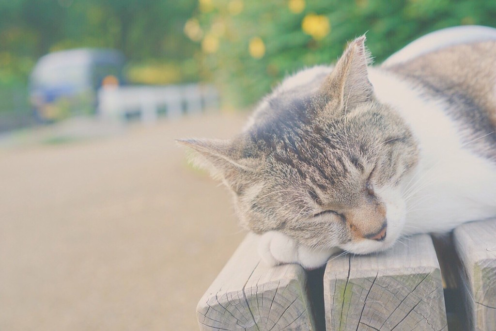 ねこ