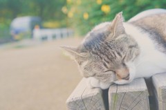ねこ