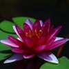 睡蓮花