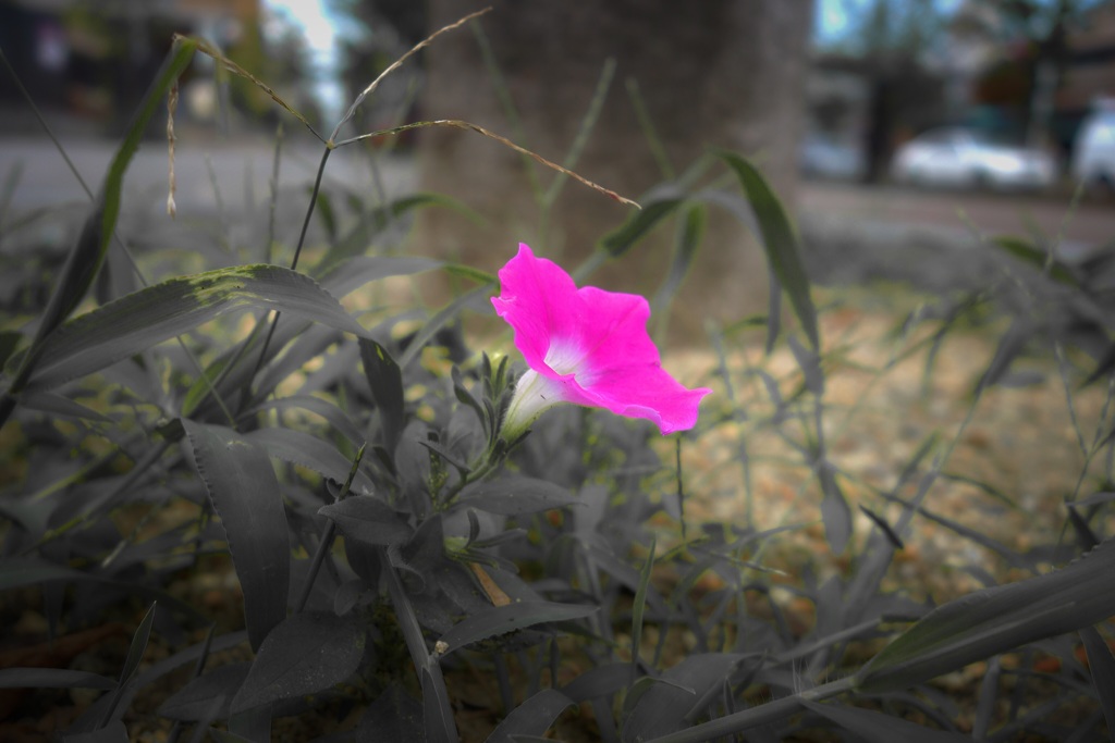 野に咲く花のように
