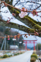 神社前の桜