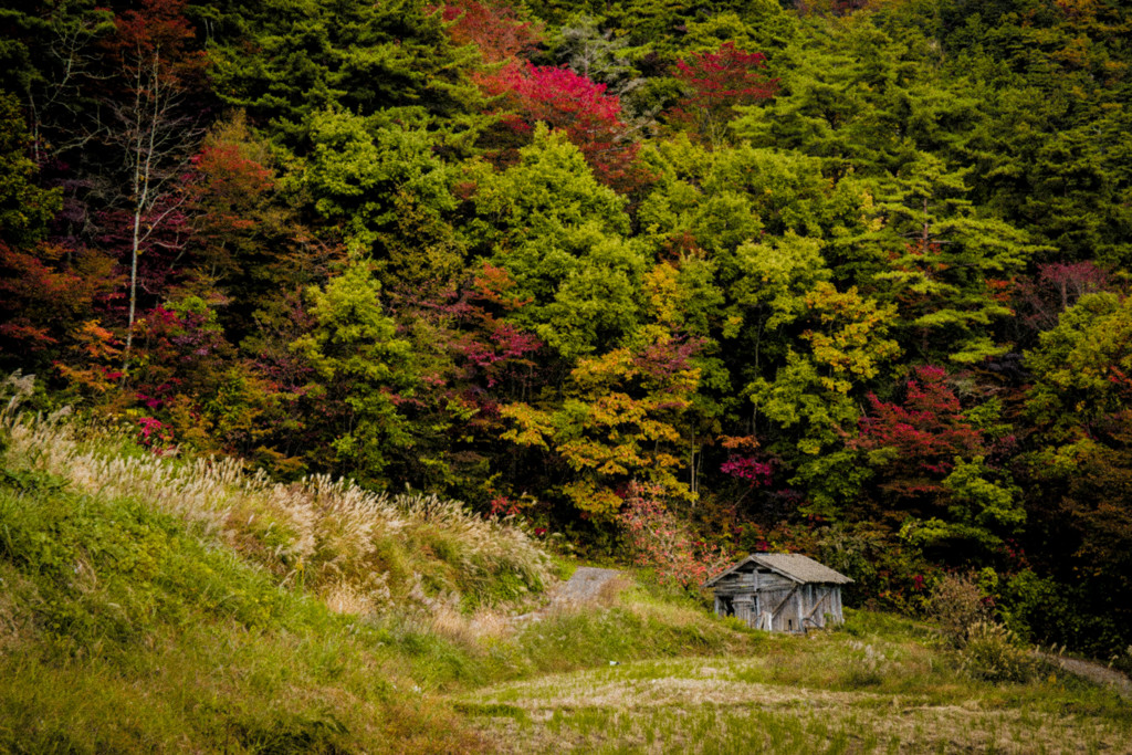田んぼの小屋　2