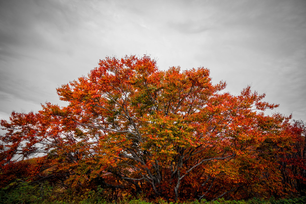 金北山の紅葉　2