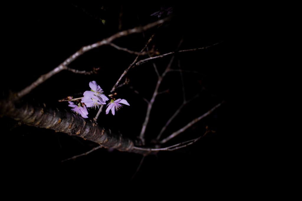 寒桜