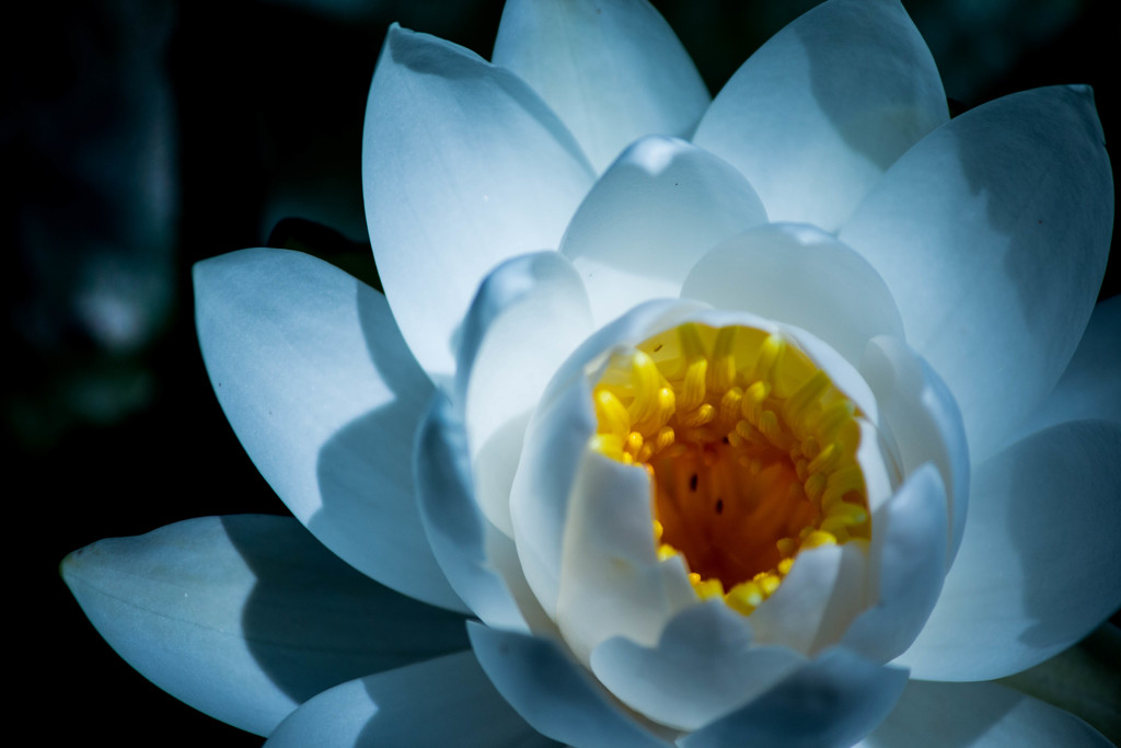 なんの花？