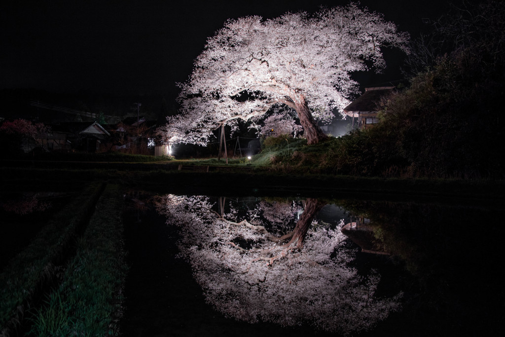 法乗坊の種蒔き桜