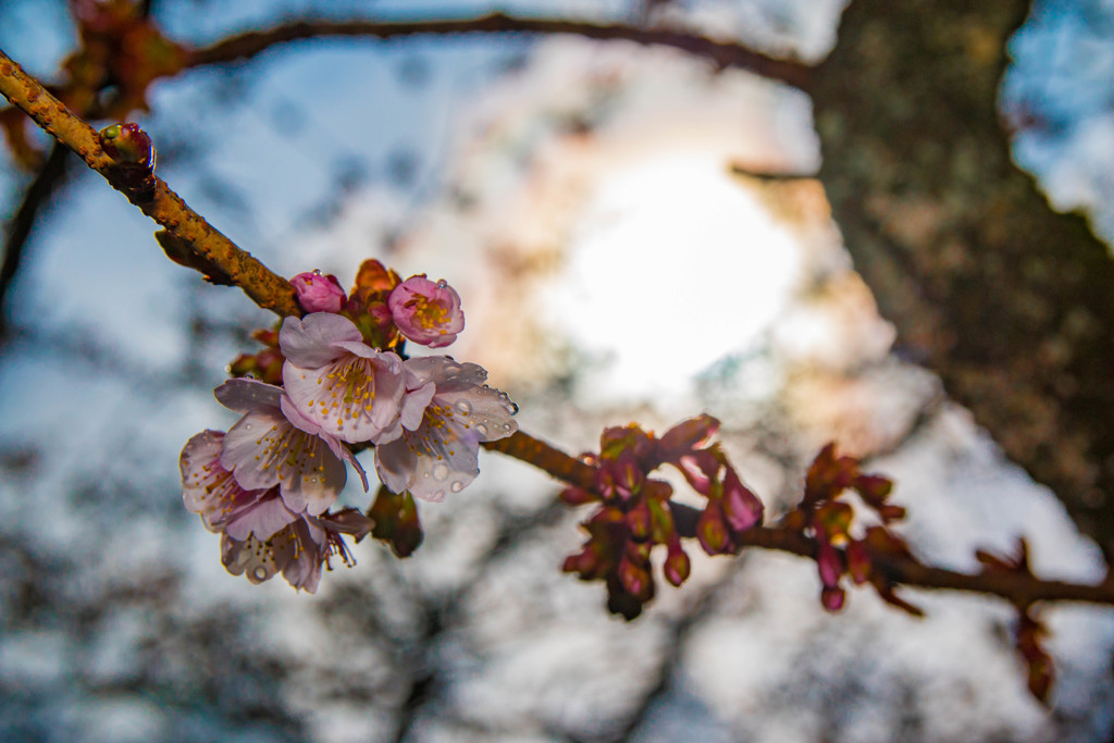 逆光桜